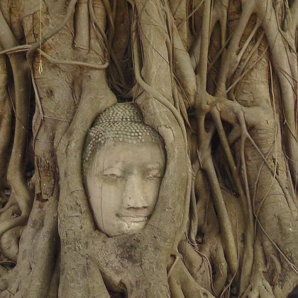 הזמן עושה את שלו :  הבודהה שבתוך העץ בואט מהטט איוטאיה